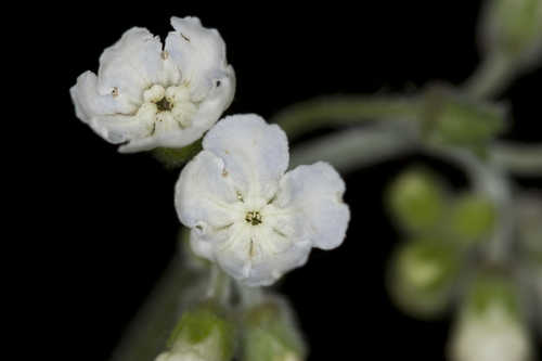Cynoglossum virginianum #22